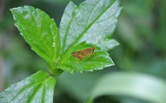 Taractrocera archias