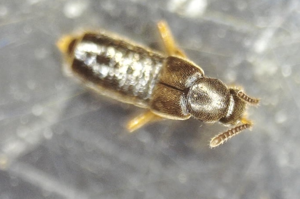Atheta vestita