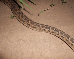 Bothrops diporus