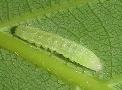 Lophoptera