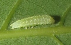 Lophoptera