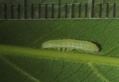 Lophoptera