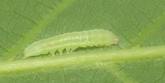 Lophoptera