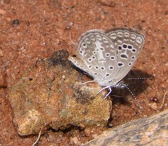 Actizera lucida
