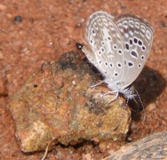 Actizera lucida