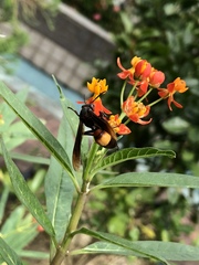 Polistes sagittarius