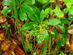 Pieris japonica taiwanensis