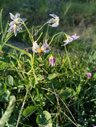 Solanum commersonii, photograph 2