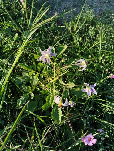 Solanum commersonii, photograph 3