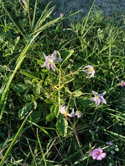 Solanum commersonii, photograph Agustina Medina, CC BY, iNaturalist via GBIF