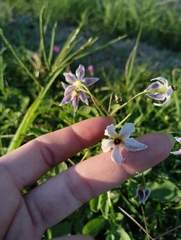 Solanum commersonii, photograph Agustina Medina, CC BY, iNaturalist via GBIF