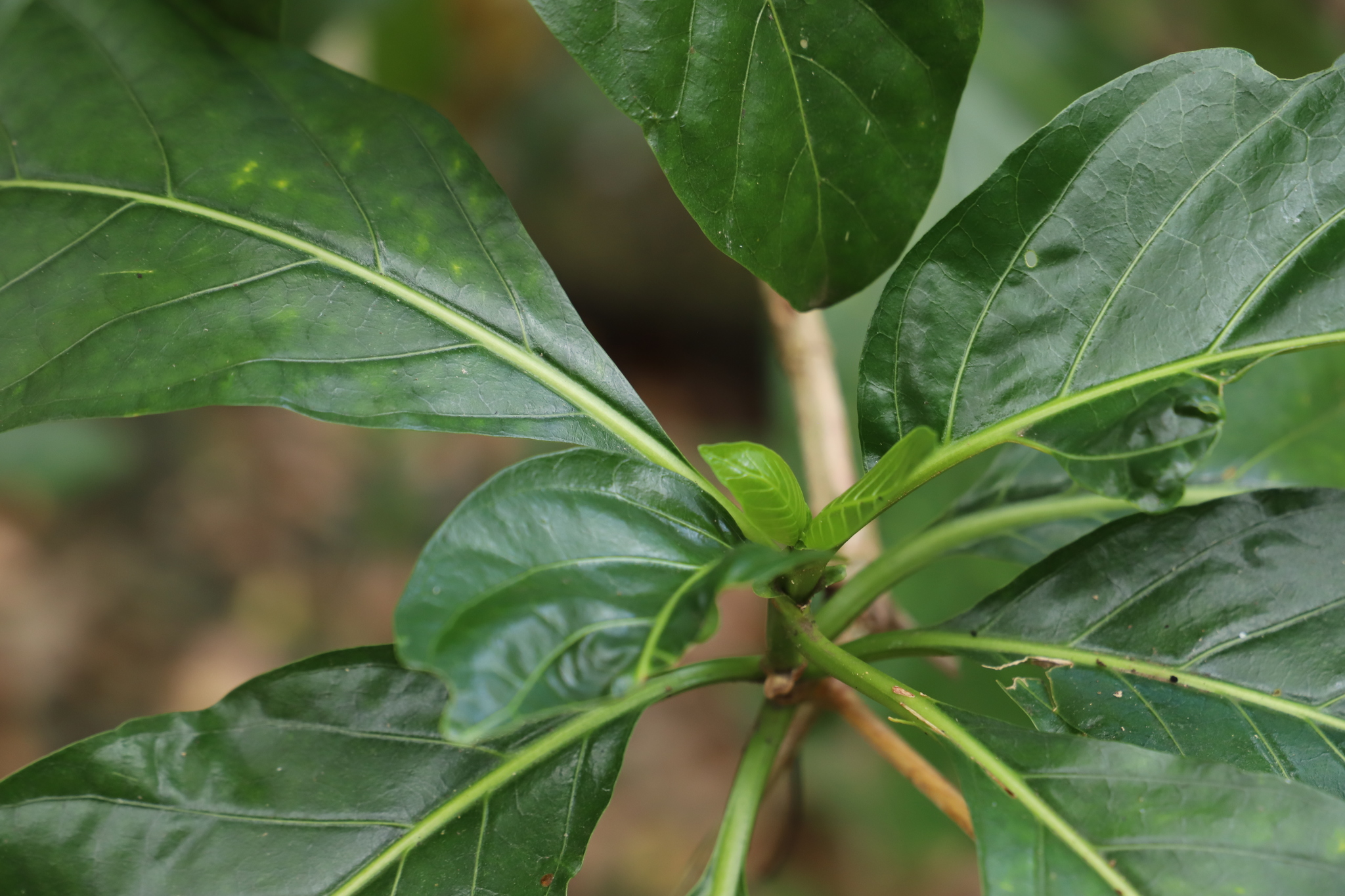 Coffea canephora – Wikipédia, a enciclopédia livre
