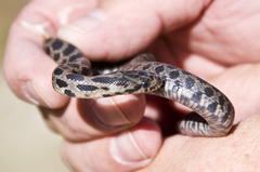 Pantherophis ramspotti