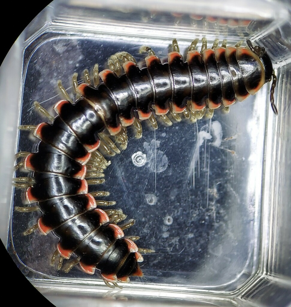 Big Walker Twisted-Claw Millipede