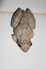 Scinax acuminatus