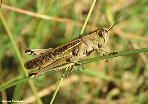 Lamenting Grasshopper