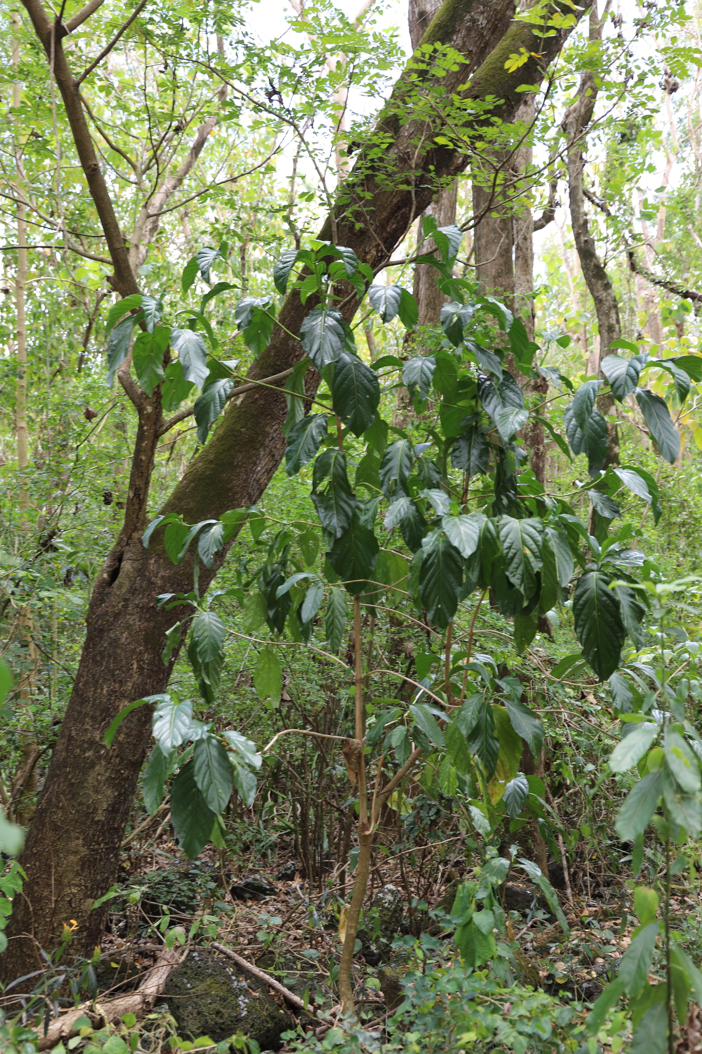 Coffea canephora – Wikipédia, a enciclopédia livre