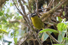 Kleinothraupis atropileus