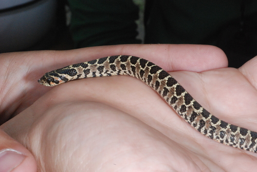 Xenodon dorbignyi