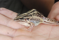Leptodactylus gracilis