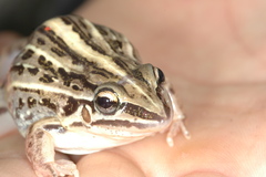 Leptodactylus gracilis