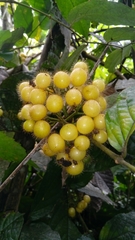 Cordia nodosa