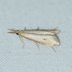 Donacaula melinellus