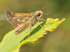 Hesperia comma laurentina