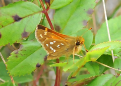 Hesperia comma laurentina