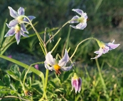Solanum commersonii, photograph Agustina Medina, CC BY, iNaturalist via GBIF