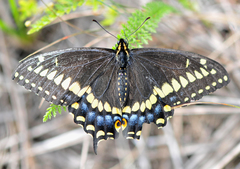 Papilio brevicauda