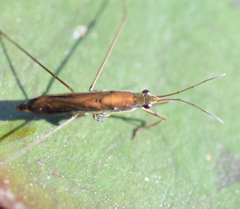 Limnoporus dissortis