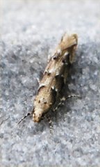 Lepidoptera