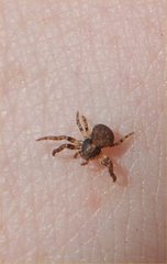 Thomisidae
