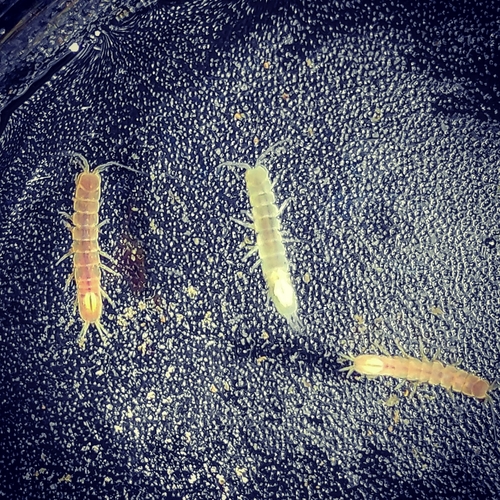 Stenasellus stocki