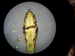 Equisetum hyemale
