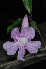 Bignonia