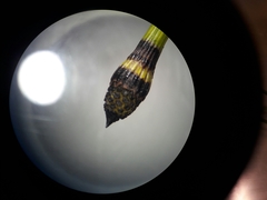 Equisetum hyemale