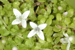 Oldenlandia salzmannii