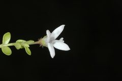 Oldenlandia salzmannii