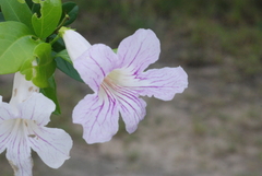 Bignonia