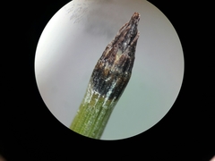 Equisetum hyemale