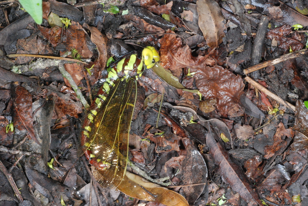 Castoraeschna decurvata