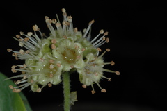 Terminalia australis