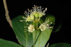 Terminalia australis