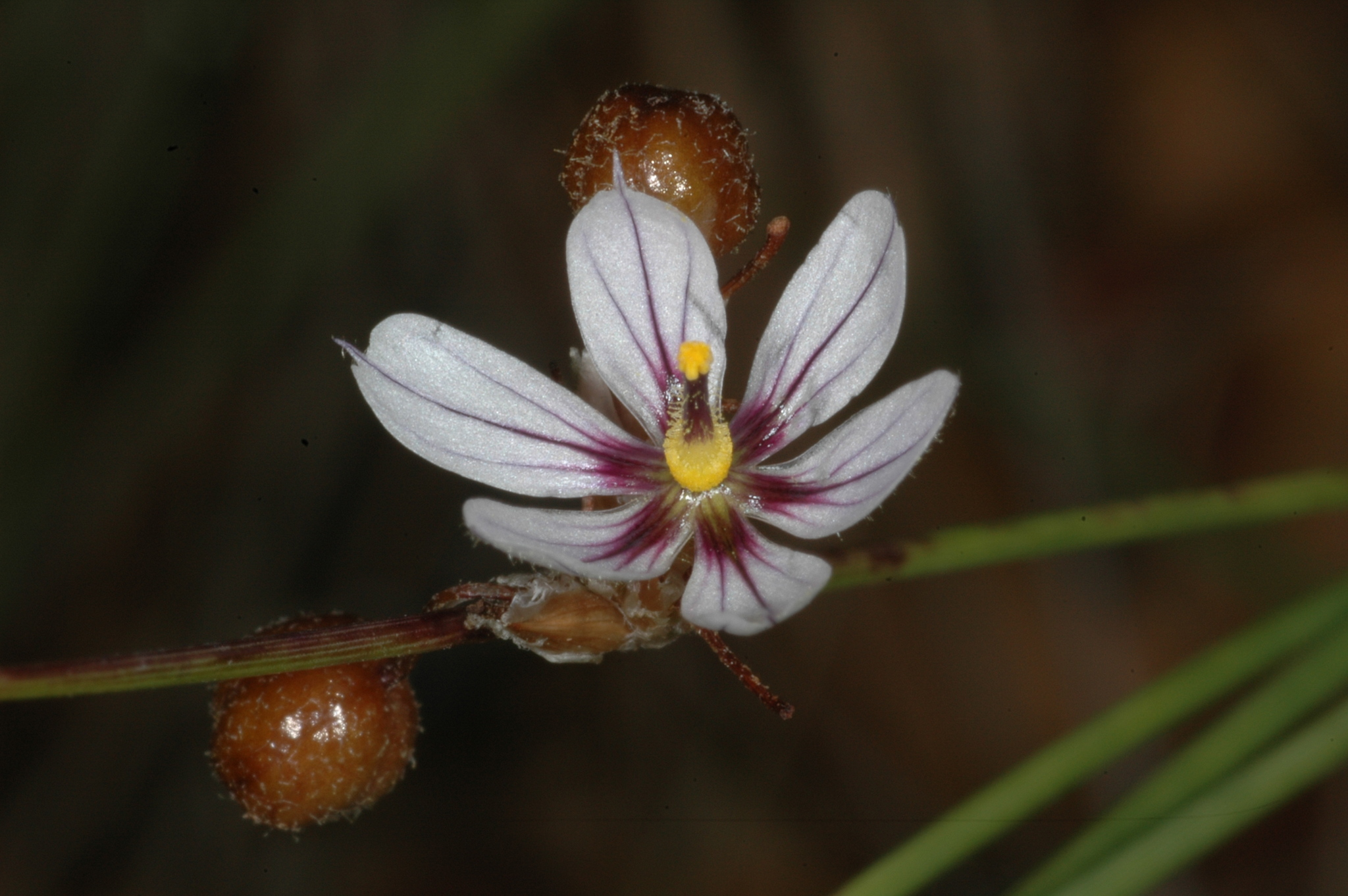 Sisyrinchium