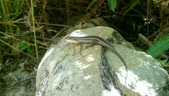 Trachylepis gravenhorstii