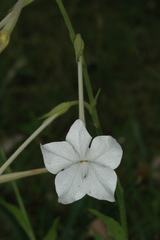 Nicotiana alata
