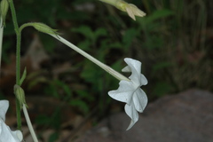 Nicotiana alata