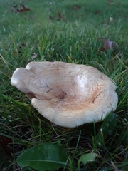 Lactarius